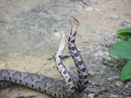 Photo:  Male Copperhead Snakes